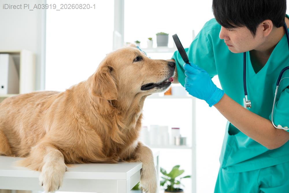 原來我家毛孩子吃的，不是我以為的那碗健康餐